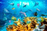 Papier peint – Dauphins et poissons dans un récif corallien – Image 2